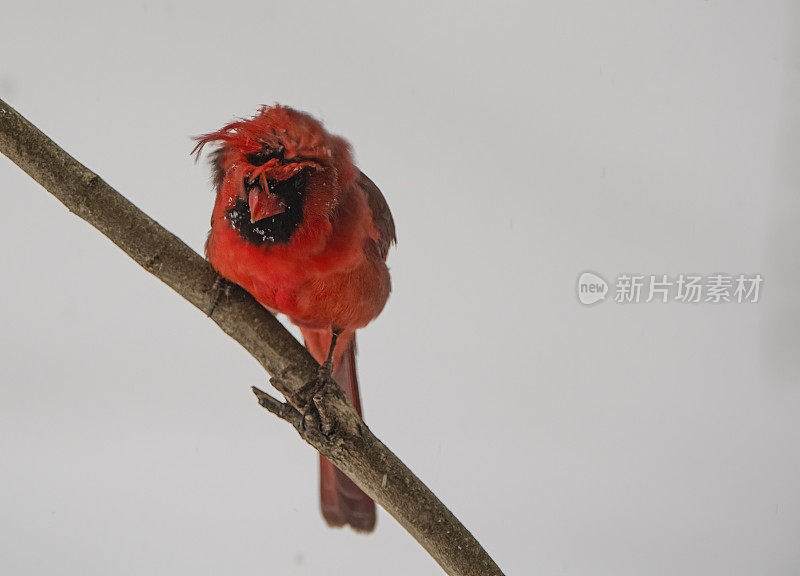 红衣主教在暴风雪