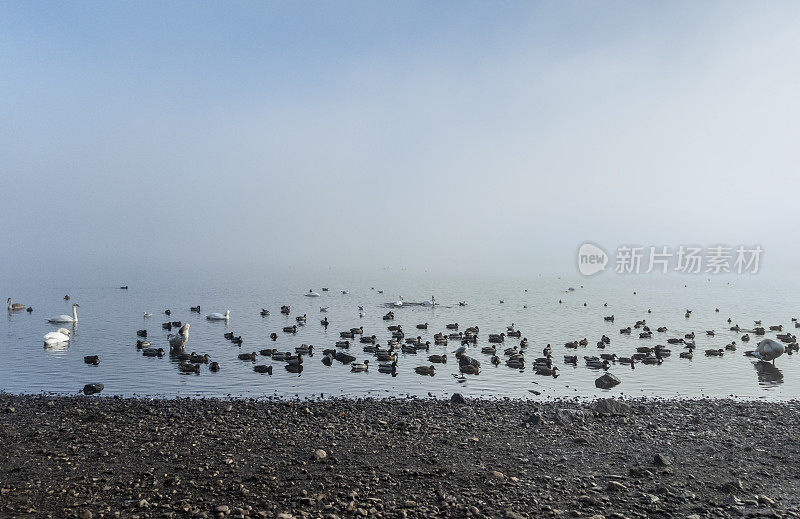 11月雾蒙蒙的一天，野鸭和疣鼻天鹅。
