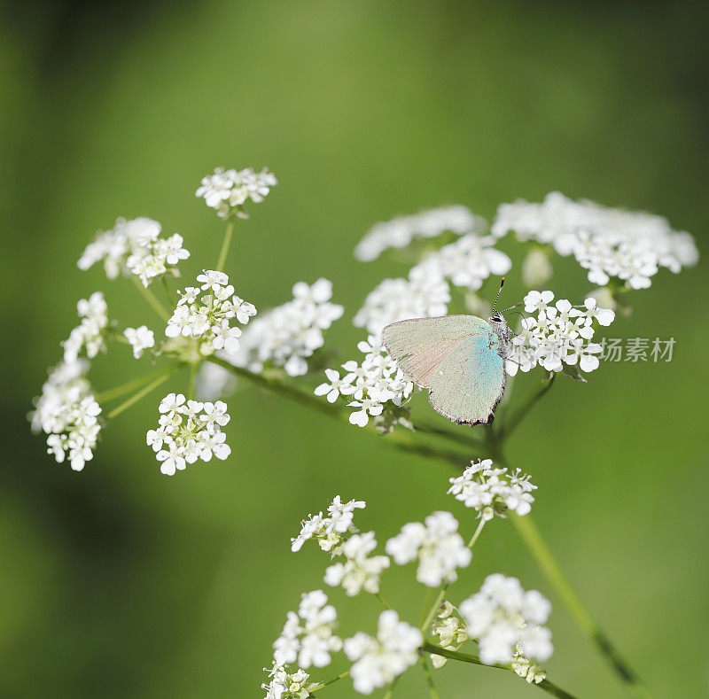 绿细纹蝶