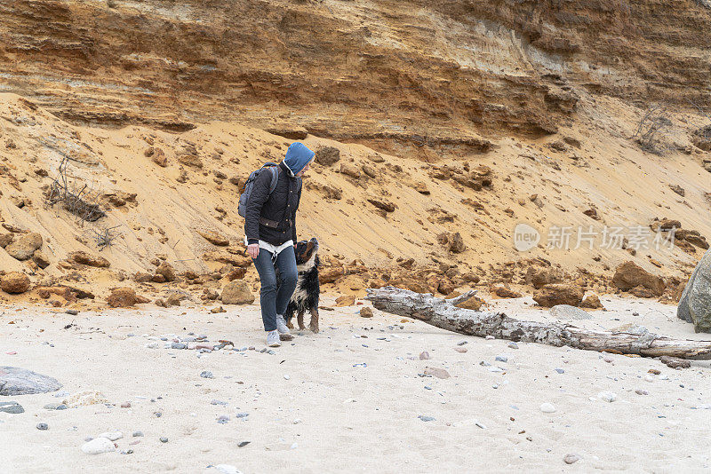 在一个凉爽的春日，狗在黄沙坡附近的海边散步。这位戴着蓝色兜帽的成熟女子带着她的伯尔尼山地犬在沙滩上行走。脸是不可见的