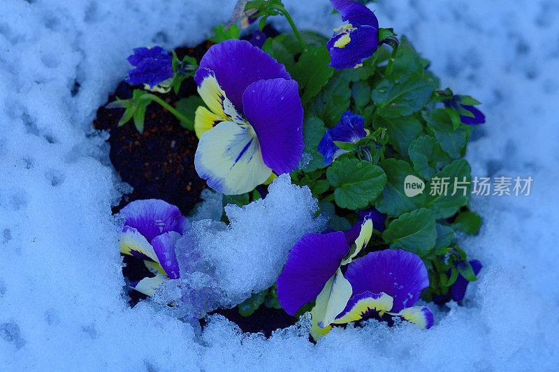 冬花迎雪:三色堇