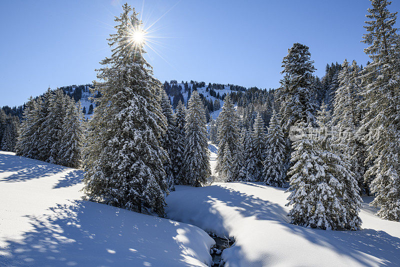 冬季的景观有白雪覆盖的森林和一条小河