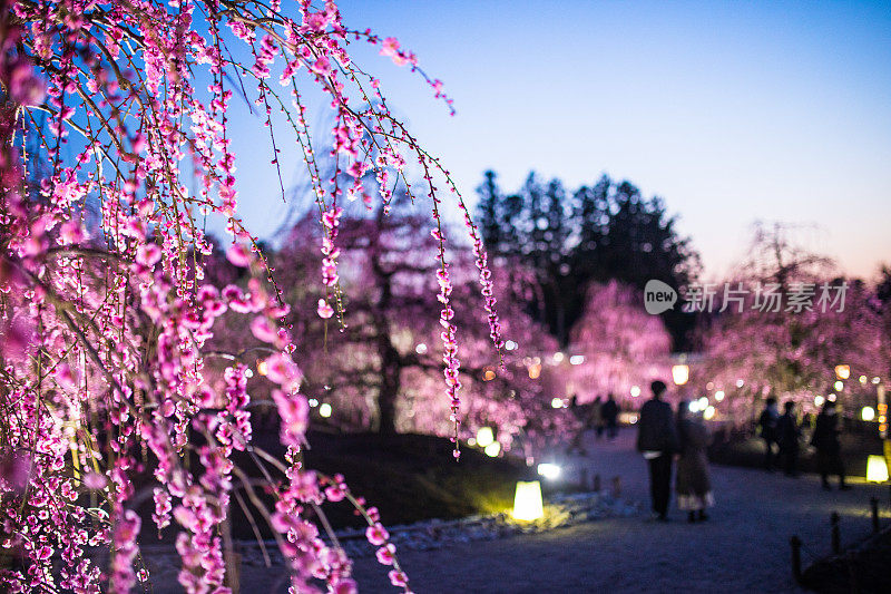 日本的梅花树和花朵在夜间被照亮