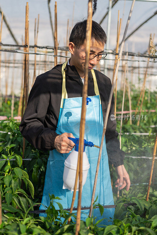 在蔬菜温室工作的农民