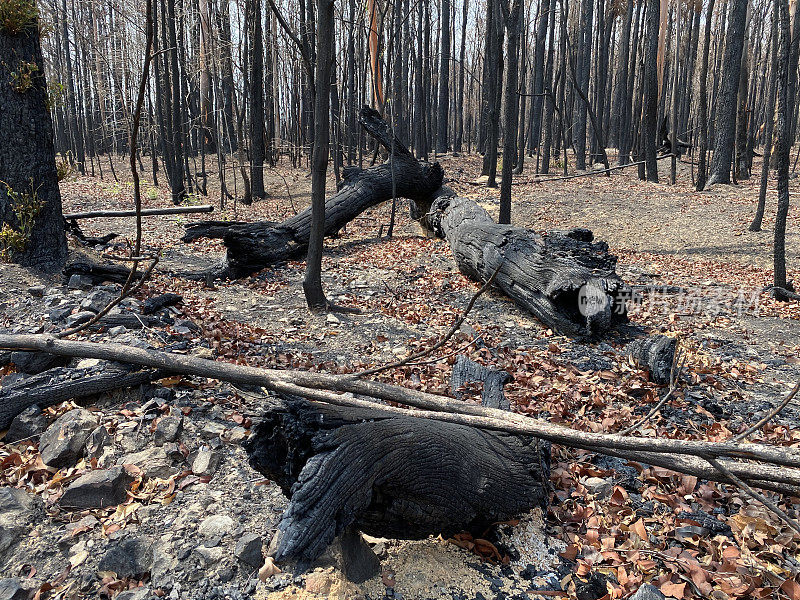 这些木头是在澳大利亚烧的
