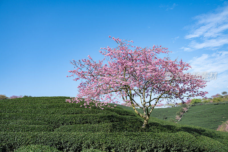 樱花有机茶园