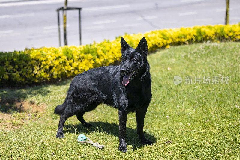 黑色德国牧羊犬坐在草地上