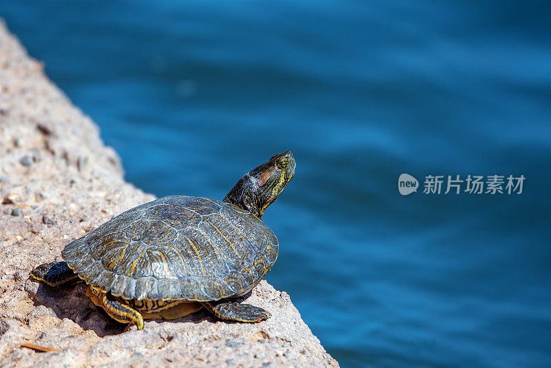 海龟特写(长颈龟)