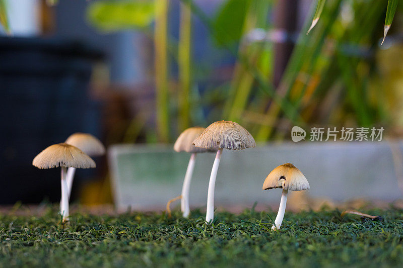 泰国真菌在人工草地上生长的特写