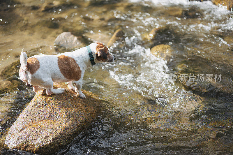 杰克罗素梗狗站在岩石在河户外活动与宠物在森林