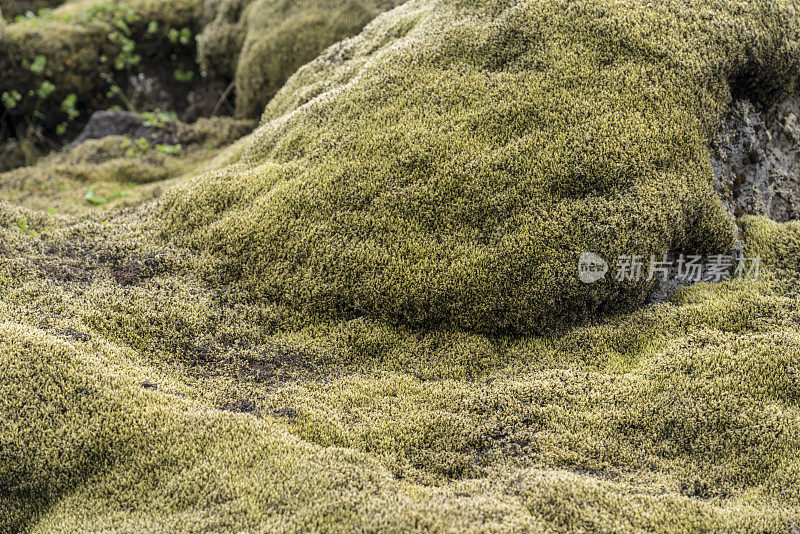 Myrdalsjokull景观，熔岩覆盖着苔藓