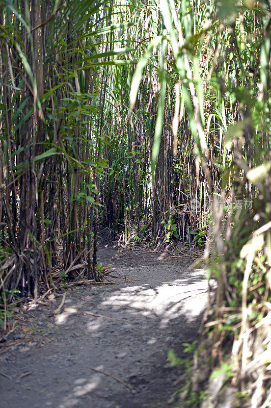 竹林栖息地，阿里纳斯，哥斯达黎加