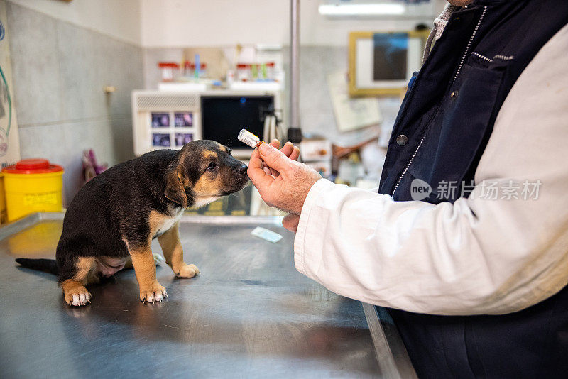 狗和兽医的手准备注射注射器