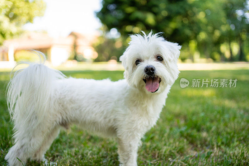 这只马耳他犬在公园里享受夏日的美好时光