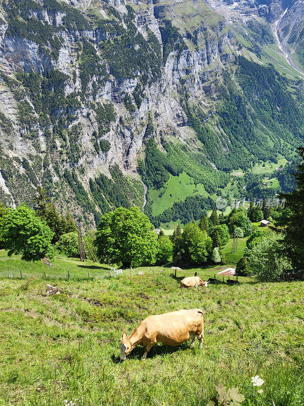 在Lauterbrunnen山谷上的村庄里吃草的奶牛。
