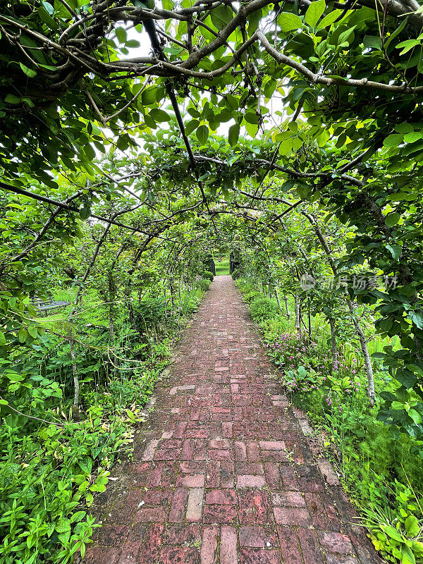 金属藤架花园拱门隧道的形象，espalier苹果树，葡萄藤，递减的视角