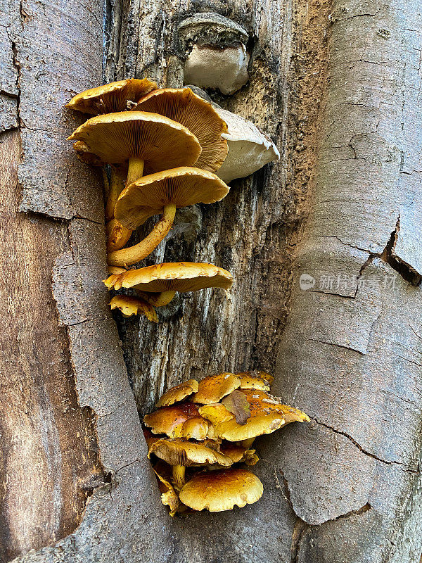 Pholiota蘑菇