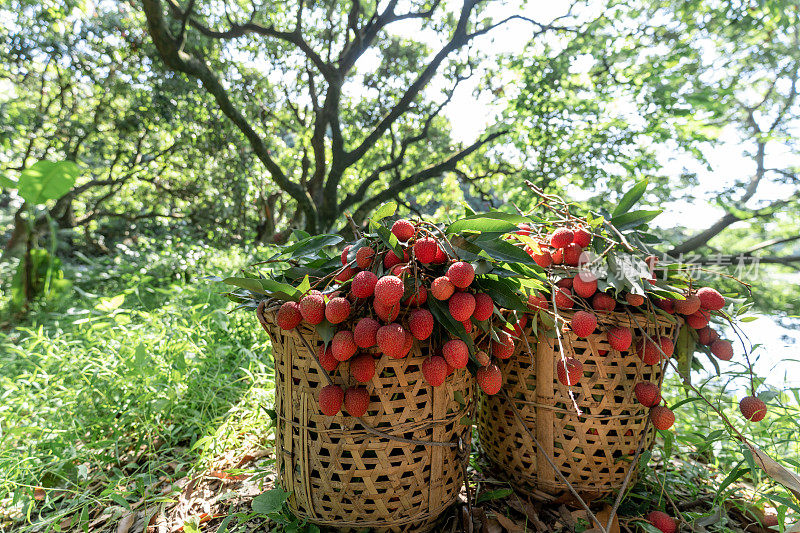 荔枝树下的竹筐里装满了熟透的红荔枝