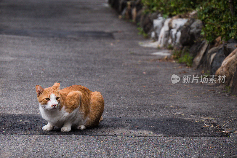 一只猫蹲在路边的画面