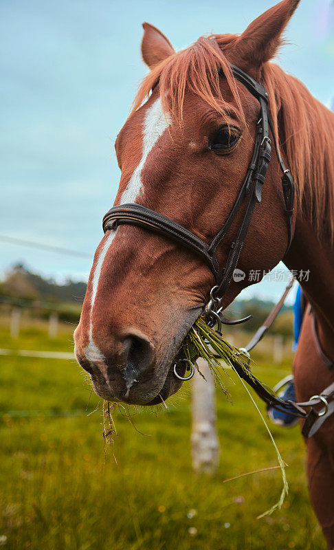 一只纯种棕色马的肖像，嘴里竖直地吃着草