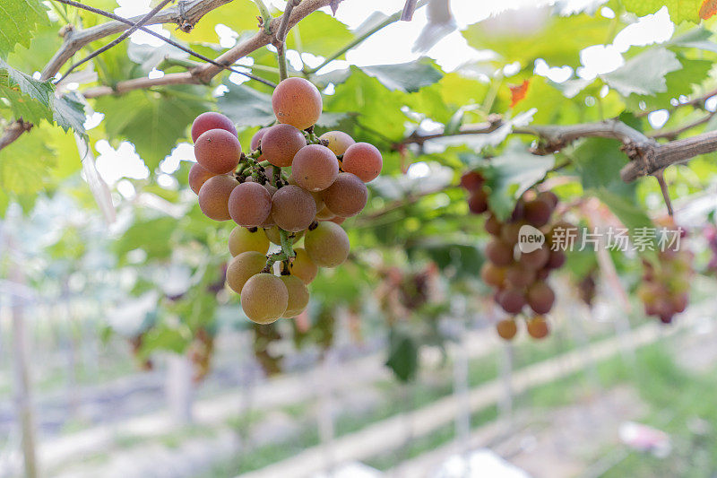 有机农场的葡萄熟了