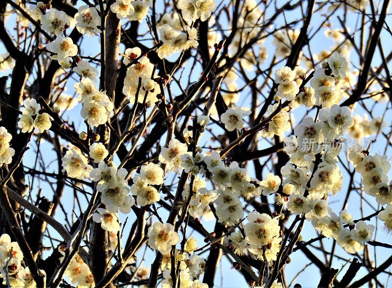 日本。3月。初升的太阳与盛开的梅花嬉戏。