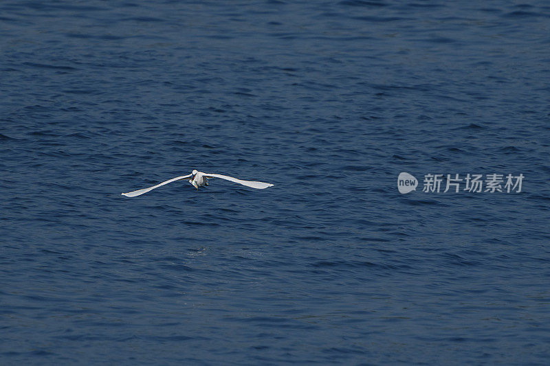 一只在海上飞翔的小白鹭捉到了一条鱼