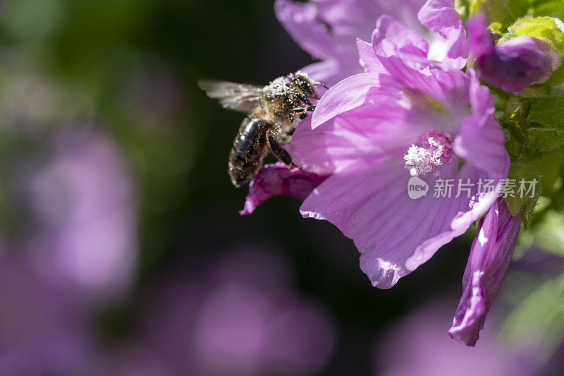 蜜蜂在粉红色的锦葵上