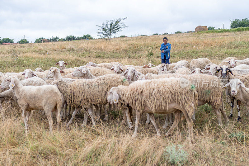 生态农场里的一群羊在草地上自由地吃草。