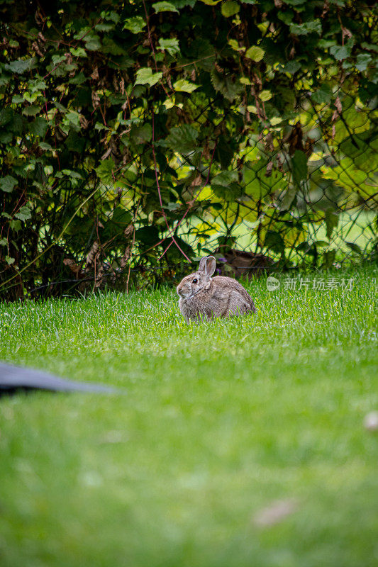 院子里的兔子