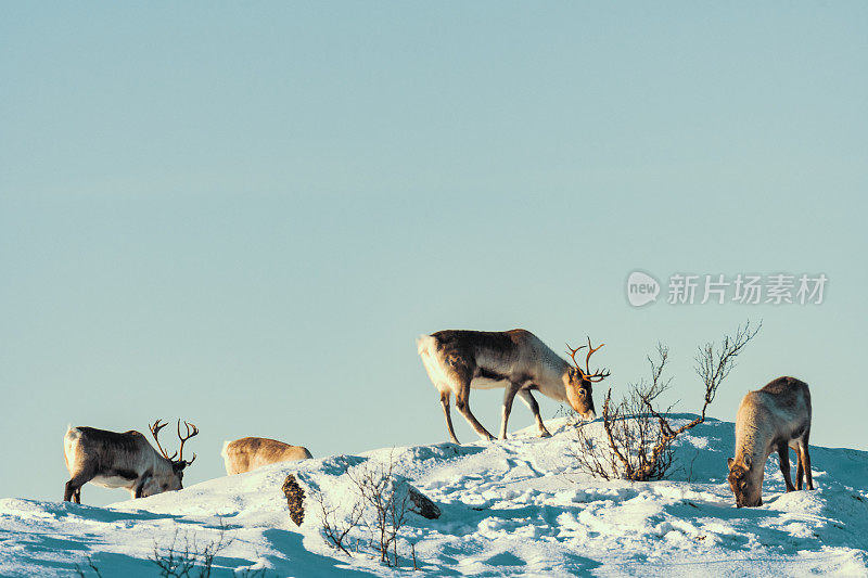 冬季，挪威北部的驯鹿在雪地里吃草