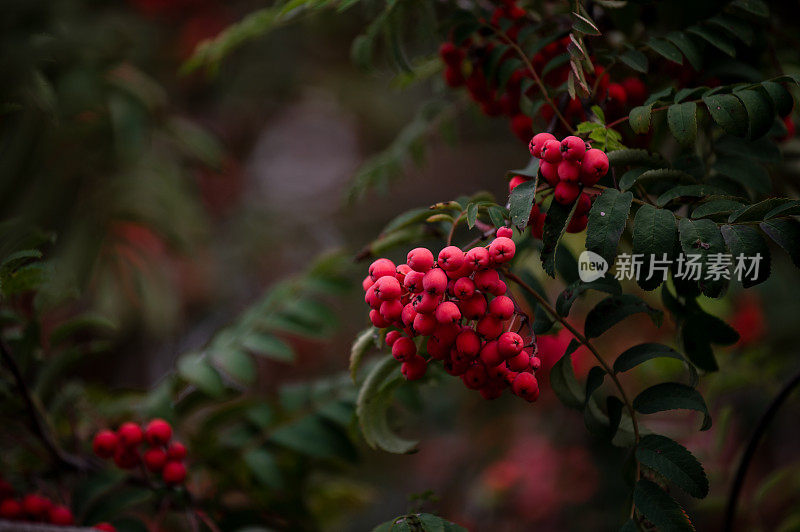 花楸在树枝上扎堆。