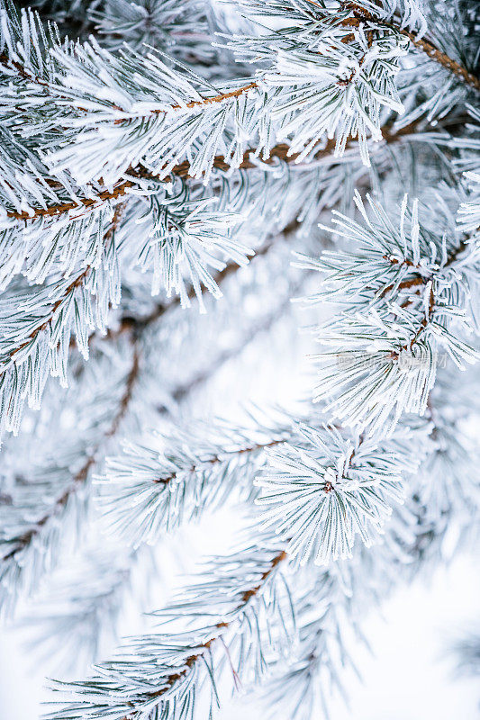 冬天的景象——覆盖着积雪的冰冻松枝。森林里的冬天