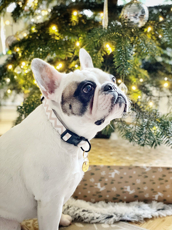 小狗坐在圣诞树下带着礼物