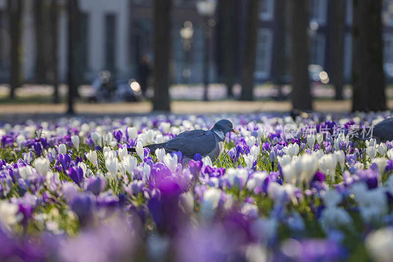 鸽子在荷兰海牙的兰格沃尔豪特盛开的番红花之间