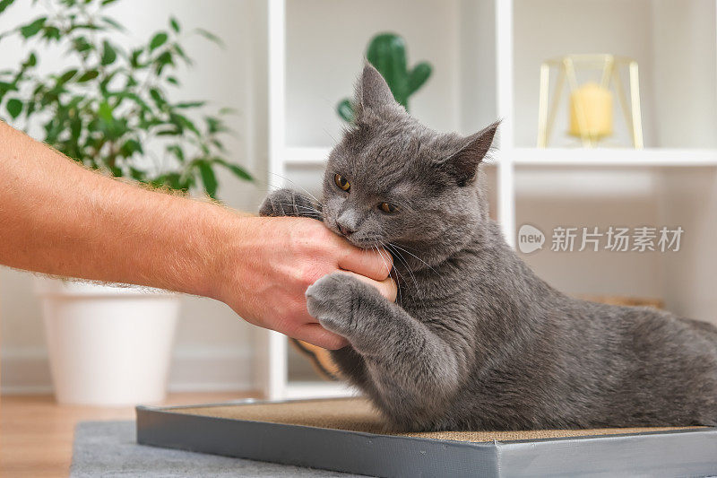 一只灰猫在玩人的手。猫咬了男人的手。一只顽皮的灰猫。灰猫保护他的玩具。