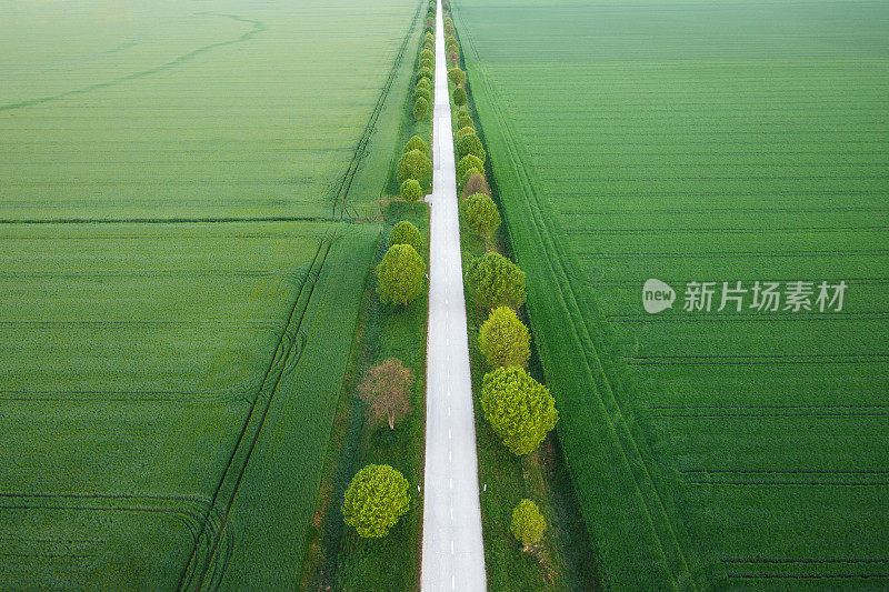 麦田里绿树成荫的乡间小路