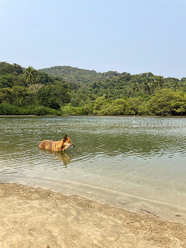 印度野生流浪狗站在浅滩深处的胸部，退潮时海水的边缘，杂种狗在海浪中玩耍和嬉戏，关注前景