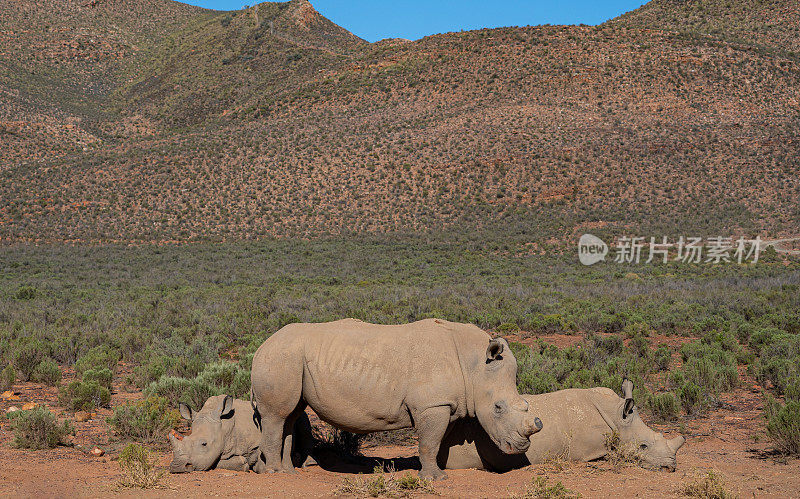 在美丽的南非，一群野生白犀牛在夏天闲逛