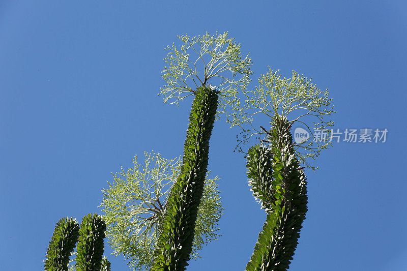 黄斑病(马达加斯加Ocotillo)