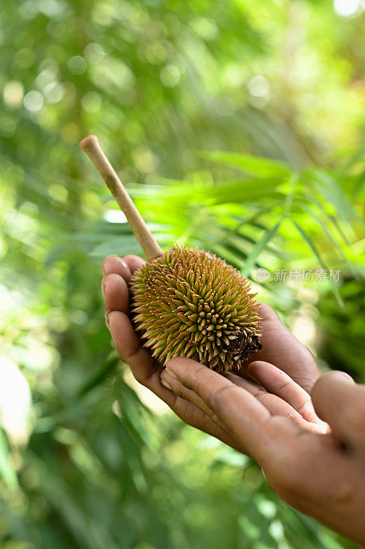 榴莲的雌蕊掉落