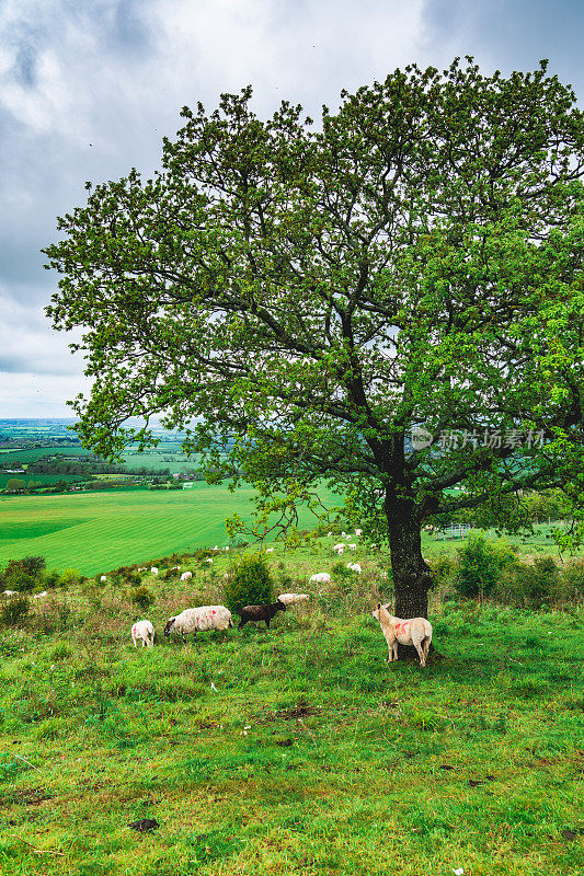 英国邓斯特布尔唐斯，夏天阴天从山上看到的英国风景