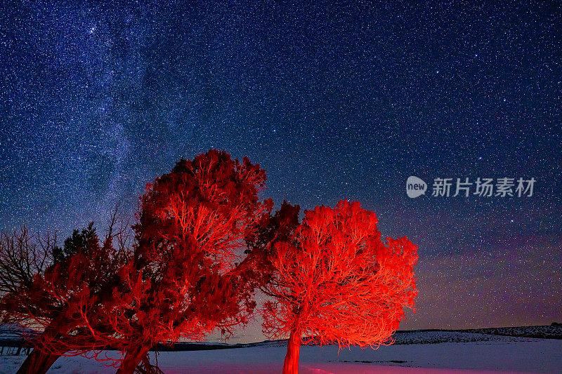 北极星银河和夜晚的杜松树