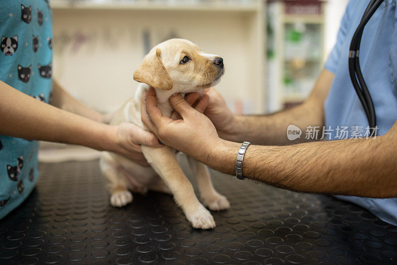 一只拉布拉多犬正在接受兽医的检查