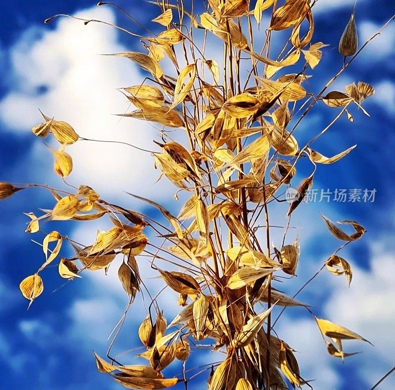 夏日天空中的野燕麦