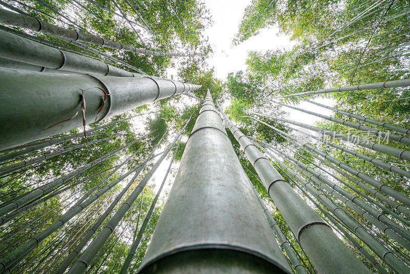 京都竹林的低角度