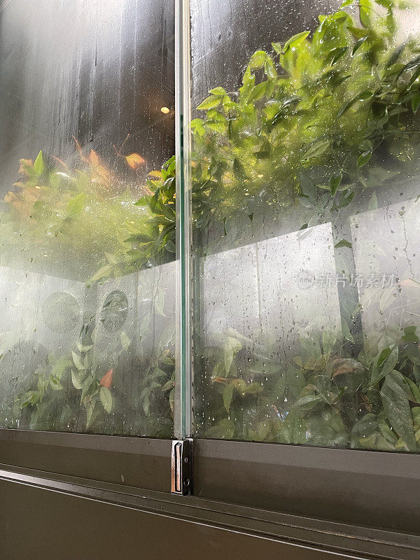 窗外的绿色植物雾气蒙蒙，雨蒙蒙