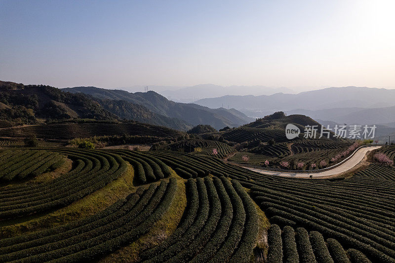 春天的山茶园