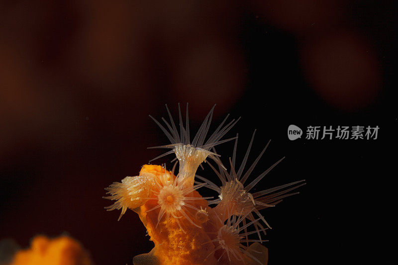 海洋生物黄色软珊瑚与海绵共生关系水生生物水肺潜水员的观点