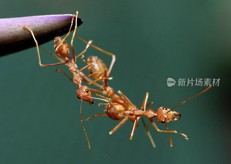 蚂蚁帮助攀爬朋友——动物行为。